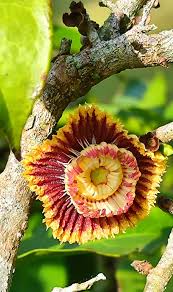 Image result for Napoleonaea angolensis