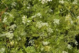 Image result for Berula erecta