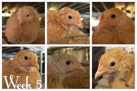I guess someone ordered pullets the same week and i got the leftover roosters. Five Weeks Old So What Are We There A Chick