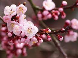 Dwarf and miniature fruit trees can grow in containers on balconies, patios, decks, or in small backyards. Fruit Trees San Diego Guide The Best Trees To Plant Install It Direct