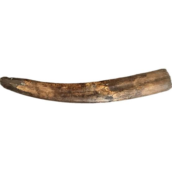 Fossil Walrus Tusk, 6.1 pound - Prehistoricoregon