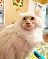 77 Cute White Cats That Are Basically Joy Itself