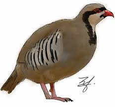 too much mess is stirred up in our precious subreddit here s a sketch of the chukar our national bird to clear things our national bird pakistan travel bird