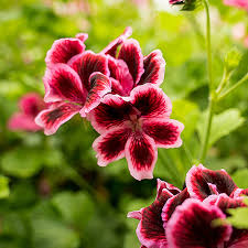 Image result for Pelargonium domesticum round-leaved bushy