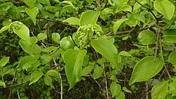 Image result for Strychnos kasengaensis