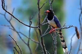 Himalayan Magpie Himalayan Birds Magpie