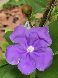 Image result for Brunfelsia pauciflora