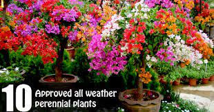 Morning sun with afternoon shade is preferable for this species, which wilt in full sunlight even in consistently moist soil. Top 10 All Weather Perennial Plants To Grow In Pots Blog Nurserylive Com Gardening In India