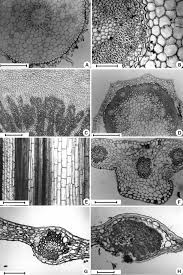 Image result for Behniaceae