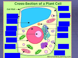 Located between the middle lamella and plasma membrane in growing plant cells. The Cell Plant Cells Cell Wall The Cell Wall Gives The Plant Cell Most Of Its Support And Structure Ppt Download