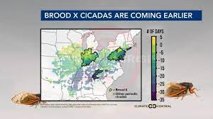 Cicadas shed their exoskeletons shortly after emerging from the earth, making their population seem even more numerous than it is. Brood X Is Almost Here Billions Of Cicadas Are Emerging In Eastern Us Wral Com