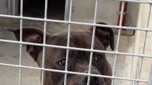 Les animaux ont été saisis par la spa des cantons et sont. Poitiers Une Jeune Femme Condamnee Pour La Detention De Chiens D Attaque