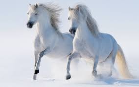 horse-image