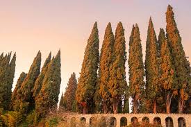 Image result for Cupressus sempervirens