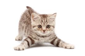 Изучайте релизы larry de kat на discogs. Het Vaccineren Van De Kat Dierenartsenpraktijk Argos Hombeek Mechelen