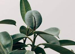 Cat trees, towers and condos are the perfect way to give your kitty the added climb and elevation in the comfort and safety of your home. Rubber Plant Care Ficus Elastica Houseplant Central
