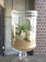 Update My Diy Air Plant Terrarium Air Plants Air Plant Display Air Plant Terrarium
