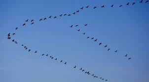 Image result for Munculnya burung terbang di September eleventh