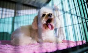 Happy tails is a 501(c)3 nonprofit organization. 5 Best Dog Crates For Puppies 2021 Reviews Your Pup S Perfect Crate