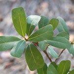 Image result for Ficus craterostoma