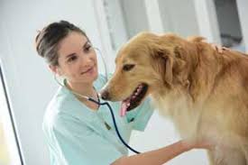 This helps to make sure your pet is healthy and establishes lifestyle discussion. Senior Health Care For Your Pets