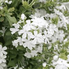 Image result for Plumbago auriculata