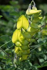 Image result for Crotalaria laburnifolia