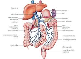 Veine Porte Larousse