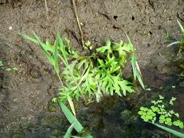 Image result for Parkeriaceae