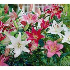 Known as the first yellow oriental lily, its large fragrant flowers are prized by florists and loved by butterflies. 1 Gallon In Pot Oriental Lily L5754 In The Perennials Department At Lowes Com
