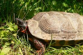 We did not find results for: North American Wood Turtle Information And Pictures Petguide