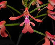 Image result for Disa woodii