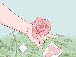 Check spelling or type a new query. 3 Ways To Buy Rose Bushes Wikihow