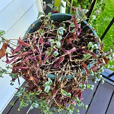 Image result for Tradescantia zebrina