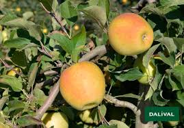 Reputedly good for juicing/cider also. Goldrush Delisdor Coop 38 C O V