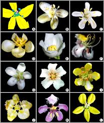 Image result for Flabellariopsis