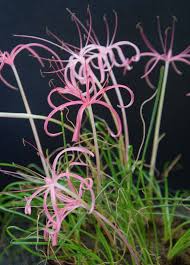 Image result for Ammocharis