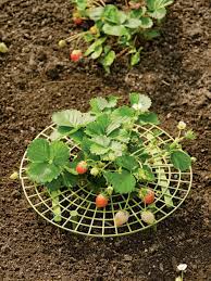 The only thing you'll need is a paper towel and an airtight container. Strawberry Supports Protect Berries With This Strawberry Plant Cradle Plants Strawberry Plants Organic Gardening Tips