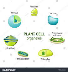 Organelles Of Plant Cells Illustration For Biological Science And Educational Use Ad Sponsored Cells Plant Organell Plant Cell Organelles Cells Project