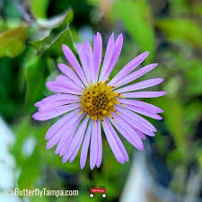 Image result for Aster chimanimaniensis