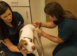 What affordable pet vaccinations does my pet need? Pet Vaccinations In Monongahela Monongahela Animal Hospital