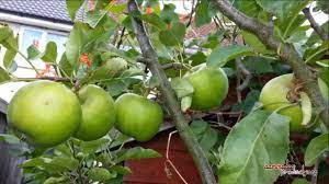 Maybe you would like to learn more about one of these? Flower To Fruit Apple Tree Development 2014 Uk Youtube