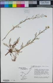 Image result for Rorippa nudiuscula