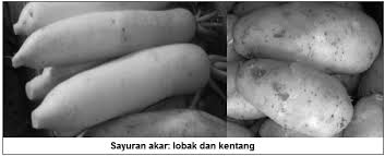 Jenis sayuran memiliki sifat fisik yang berbeda apa saja itu. Jenis Jenis Klasifikasi Macam Macam Sayuran Sayuran Menurut Yang Dimakan Dan Pigmen Yang Terkandung