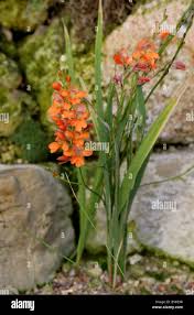 Image result for Tritonia