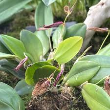 Image result for Polystachya tenella