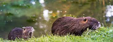 Fino agli anni 50 del secolo scorso era normale in italia cibarsi di carne di nutria e venivano allevate anche per questo. La Nutria Si Puo Mangiare Pregiudizi E Verita Sul Suo Consumo