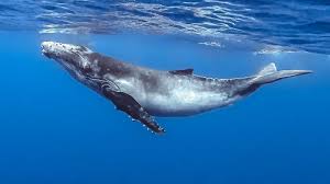 Image result for whale