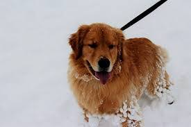 Golden Retriever Husky Mix Shop For Your Cause