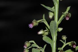 Image result for Laggera crispata